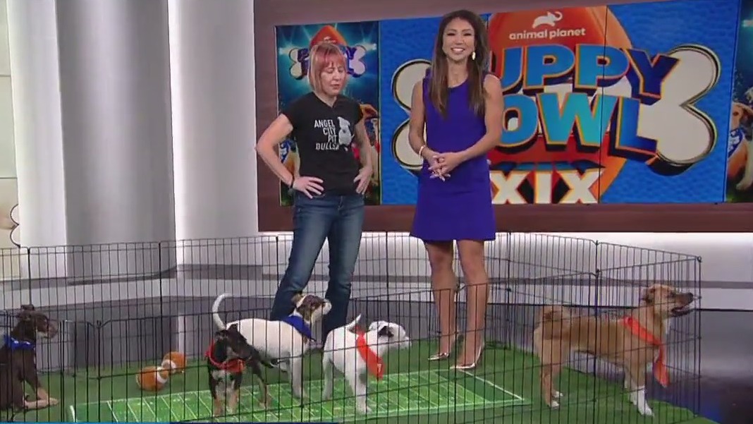 Puppies take over Good Day LA