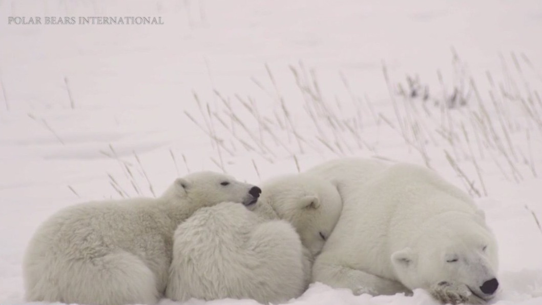 Organization helps protect polar bears by studying moms and cubs in their dens