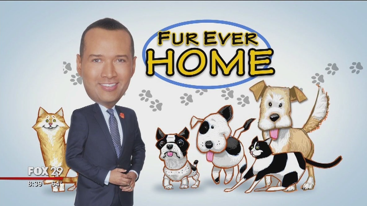 Dogs, cats search for furever homes at Brandywine Valley SPCA