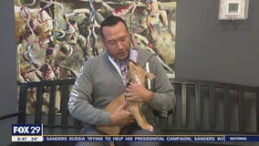 These furry friends are searching for furever homes!