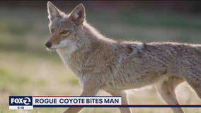 Coyote bites grocery store employee's leg in Lafayette