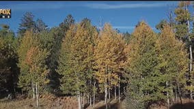 Drone Zone: Fall colors in Flagstaff, Snowbowl offers scenic chairlift rides