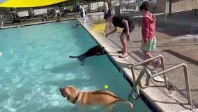 Town closes summer swim season with big pool party - for dogs