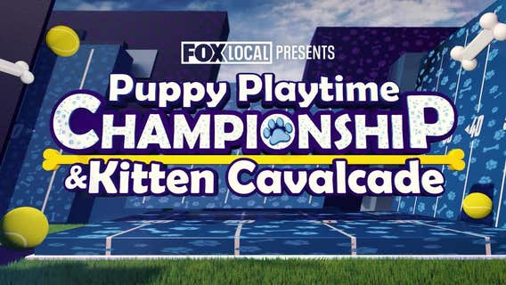 49ers Sunday broadcast will showcase adoptable puppies, kittens from SF SPCA