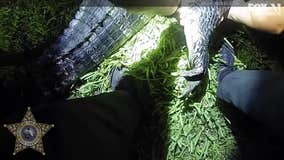 WATCH: Deputies remove 8-foot alligator from Florida resident's doorstep