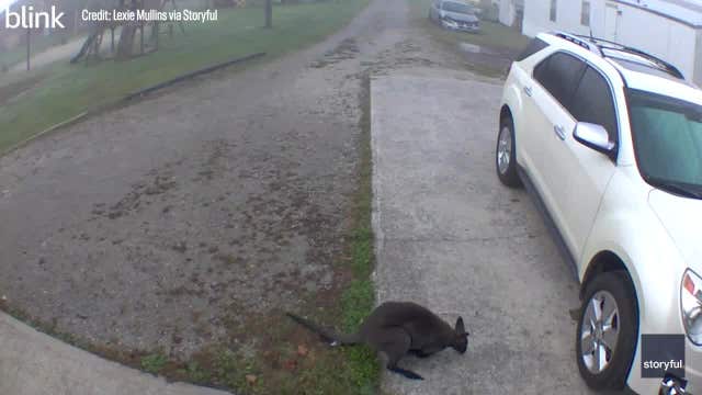 Video: Missing wallaby captured in Kentucky after days on the lam