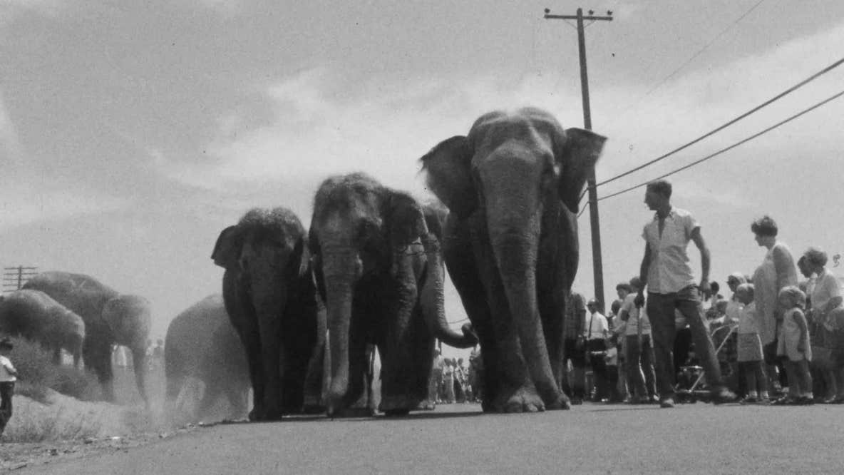 Aug, 22, 1968: Elephant Parade at Coliseum