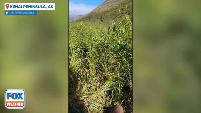 Alaska hunter mauled by bear calmly takes to camera after shooting himself while stopping attack