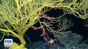 Watch: Rare 'flying spaghetti monsters' spotted in recent deep sea expedition