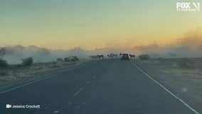 Wild horses in Arizona stop traffic