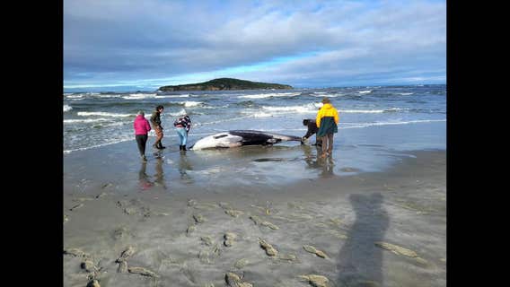 Rare spade-toothed whale may have washed ashore in New Zealand