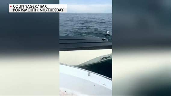 Fisherman whose boat was capsized by breaching whale speaks out: 'Was in fight or flight mode'