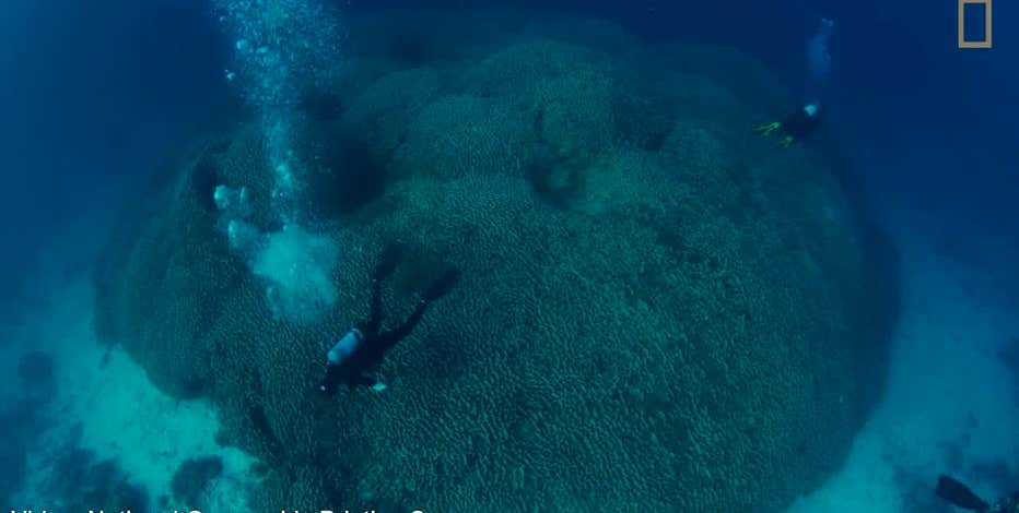 'Kiss of death': 84% of world's coral reefs hit by worst bleaching event on record