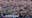 Americans react to the news of newest pope, Pope Leo | West Coast Wrap
