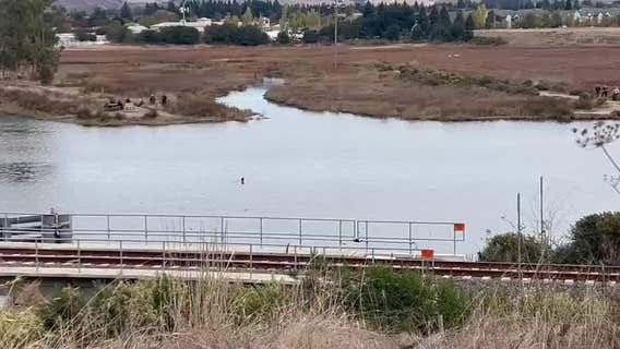 Armed Petaluma high-speed chase suspect jumps in water