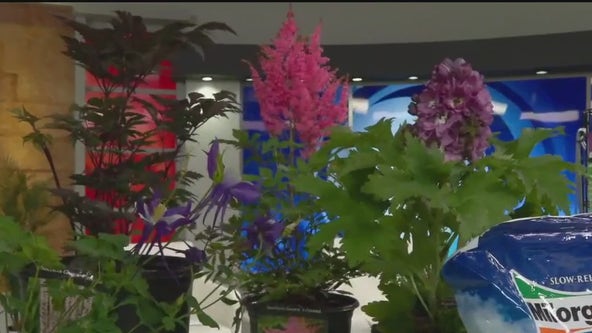 Plants deer and rabbits will avoid