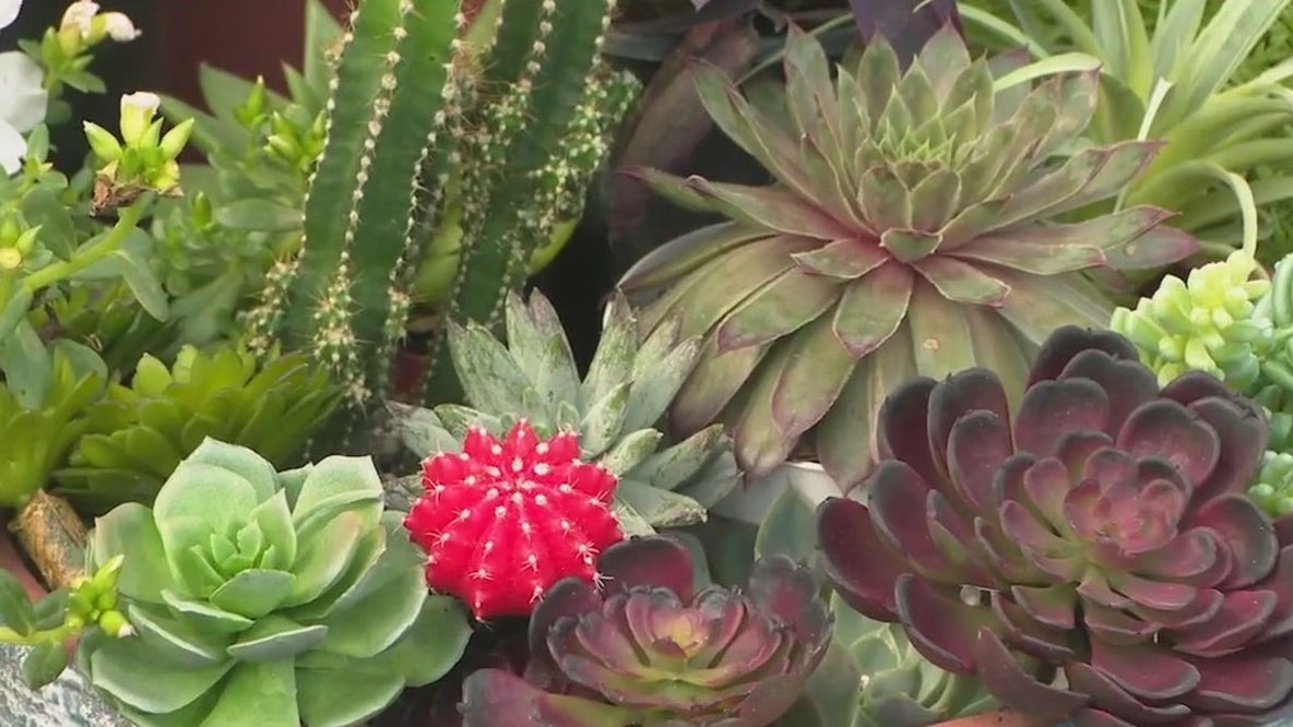 Tips for growing your own trendy succulents