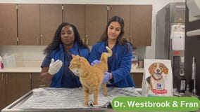 Fostering pet with Houston SPCA | Pet Pawcast