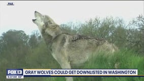 Gray wolves could get downlisted in WA