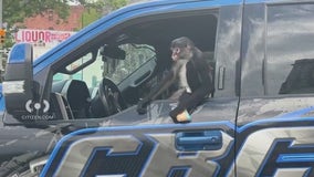 Monkey hangs out inside a Bronx tow truck: VIDEO