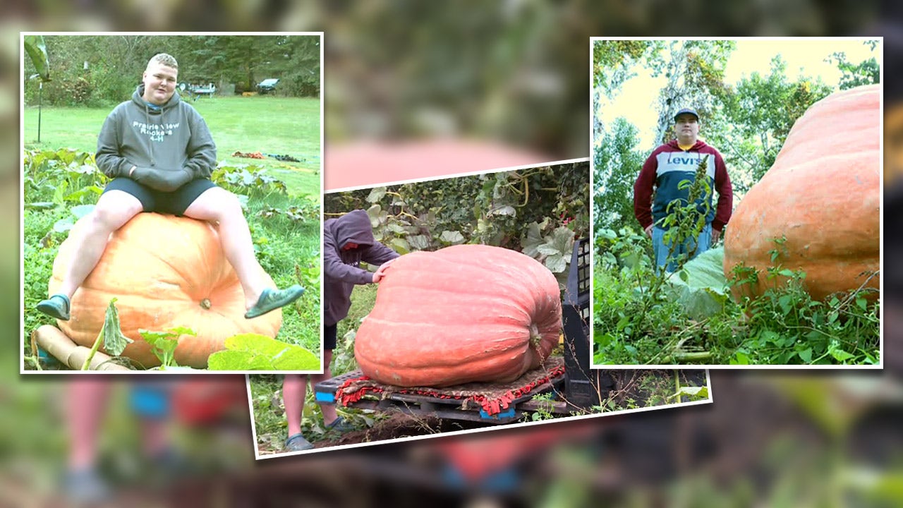 Wisconsin siblings growing giant pumpkins