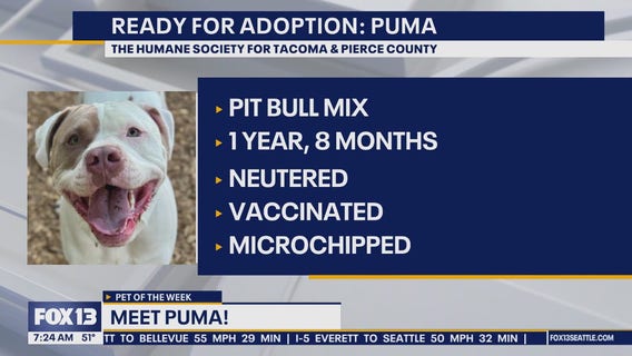 Pet of the Week: Puma