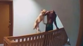 Man throws dog down 3 stories at LA apartment