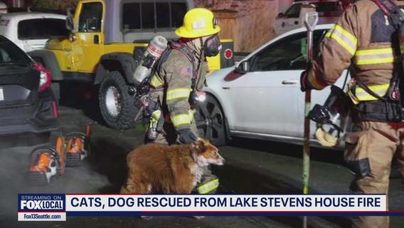 Cats, dog rescued from house fire in Lake Stevens, WA
