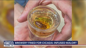 Lombard brewery faces fine after serving cicada-infused Malort shots