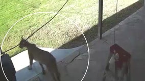 Mountain lion spotted in LA's Shadow Hills