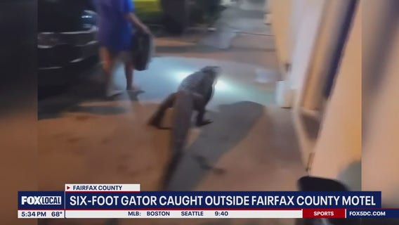 Alligator found outside Virginia motel room escorted away by Fairfax County Police