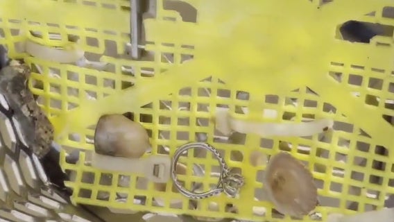 Galveston Co. discovery: Bride-to-be loses engagement ring, later located thanks to FOX 26 and Galveston Club