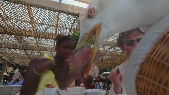 Seagull snatches steak from diners