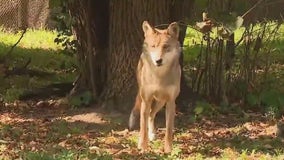 Brookfield Zoo Chicago celebrates Wolf Awareness Week