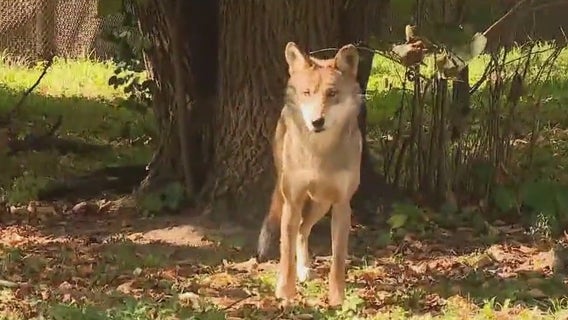 Brookfield Zoo Chicago celebrates Wolf Awareness Week