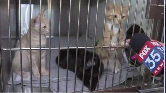 More than 200 kittens need homes in Orange County