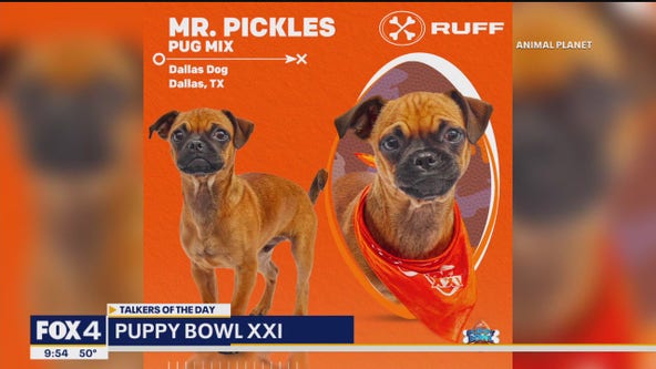 Talkers: Dallas dog needs votes for the Puppy Bowl