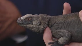 Zoo Atlanta shows off Chuck the chuckwalla