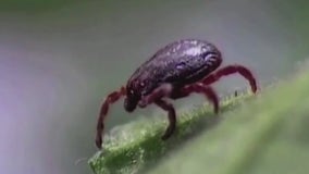 More ticks being found in NYC