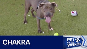 Adopt Chakra at Austin Animal Center