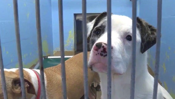 Orange County Animal Shelter offers $8 pet adoptions