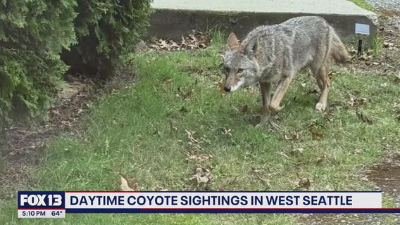 West Seattle neighbors report dozens of coyote sightings