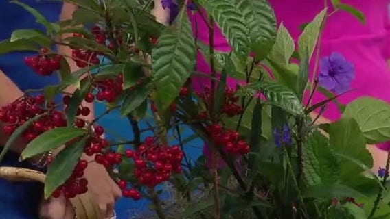 Learn how to plant like a Floridian