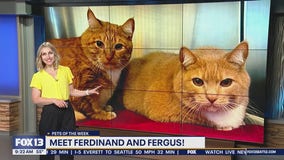 Pets of the Week: Ferdinand and Fergus