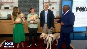 Living Colour, Guide dogs for the blind: Good Day Today