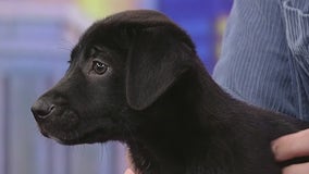 Meet Ferb: Our Pet of the Day