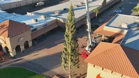 AZ's tallest Christmas tree arrives in Anthem