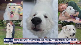 Bucks County kennel temporarily closes after death of 2 dogs
