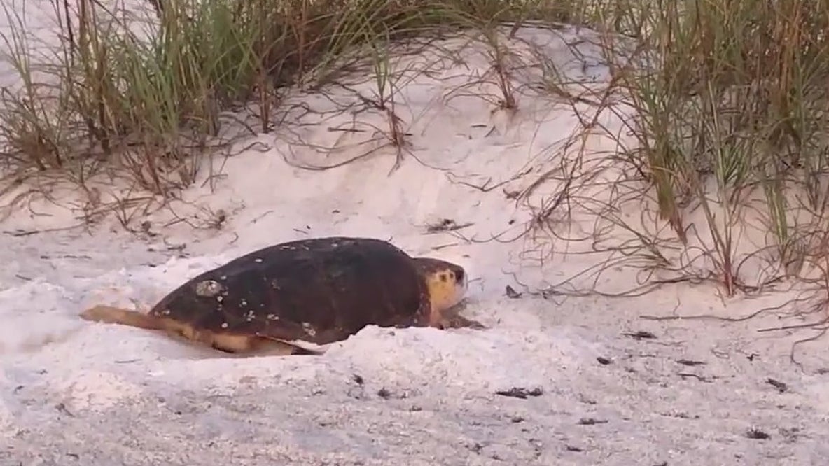 Sea turtle nesting season begins in Florida
