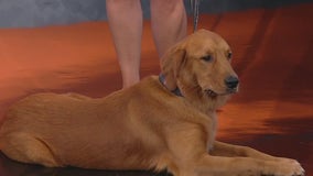 Meet Charlie: Our Pet of the Day